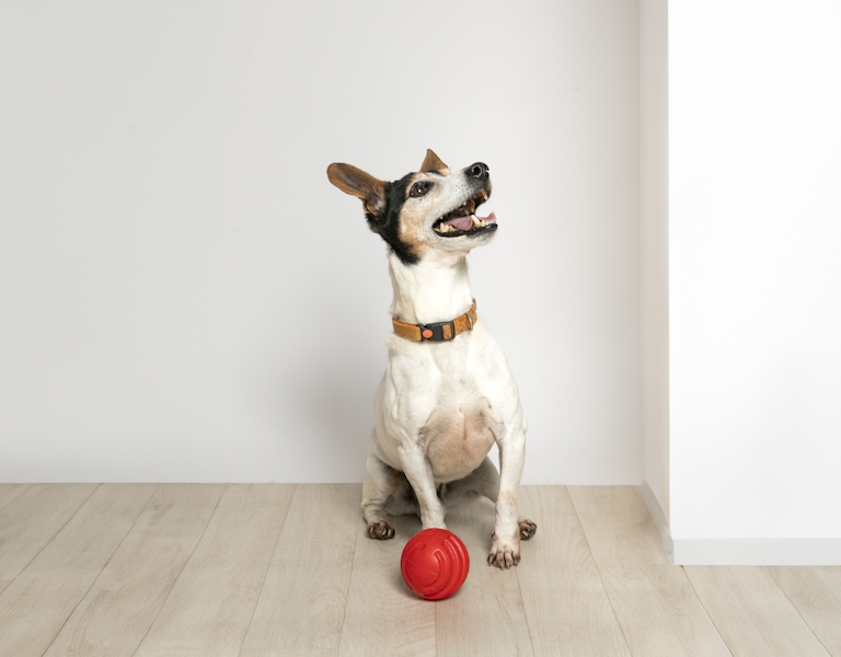 Lorem ipsum dolor sit